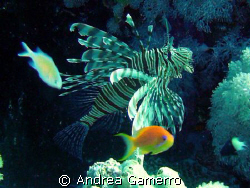 Lionfish 2 by Andrea Gamerro 
